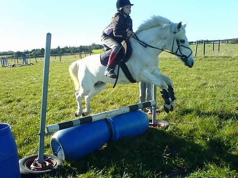 Anden særlig race Sabell - springer tynde , den er 55 cm ca.  billede 7