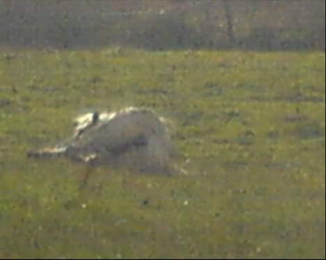 Anden særlig race Sabell - lidt et mislykkes billed .. men belle ruller sig .. !  billede 8