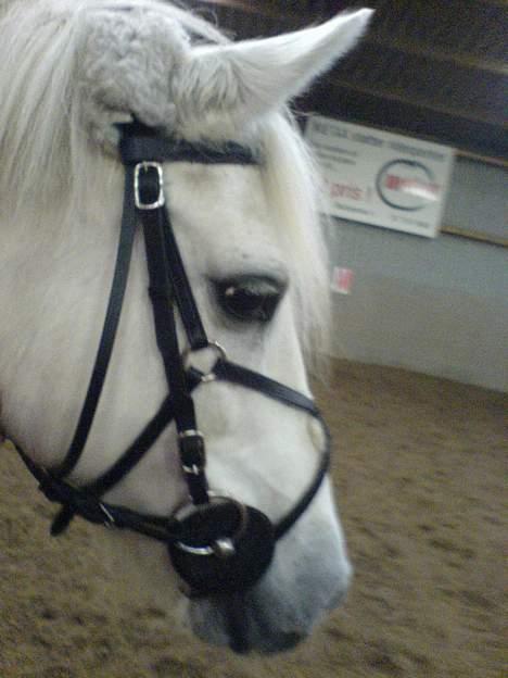 Anden særlig race Sabell - Der er hun smuk ik ? billede 9