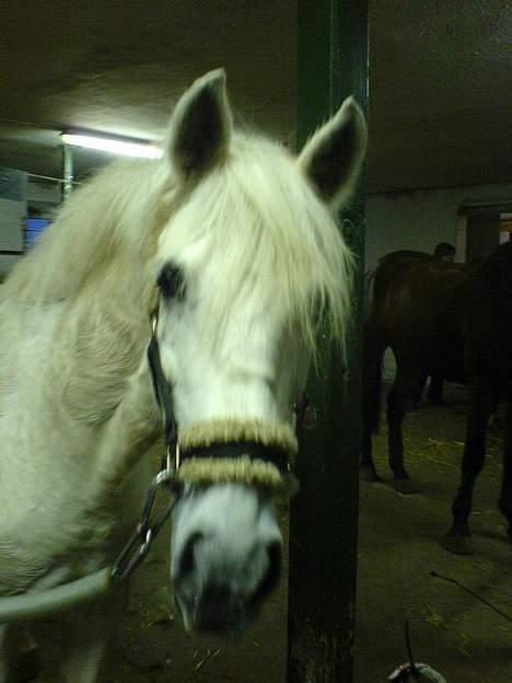 Anden særlig race Sabell - efter en hård springundervisning !  billede 10