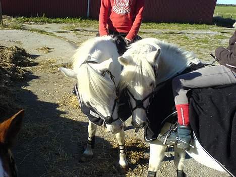 Anden særlig race Sabell - mig og min dejlige kæreste , sonnyboy  billede 12
