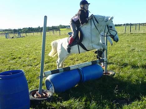 Anden særlig race Sabell - springer tønde igen ! den er ca. 55 cm endnu !  billede 13