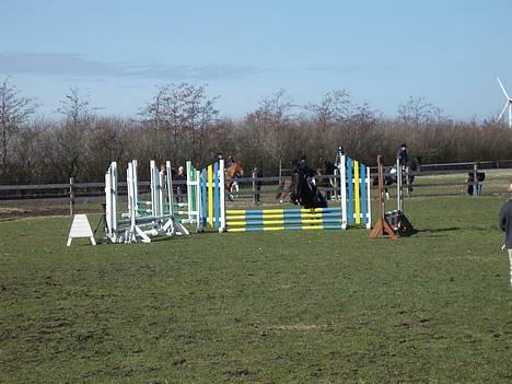 Anden særlig race Prins - LC - Hanherred . <33 billede 10