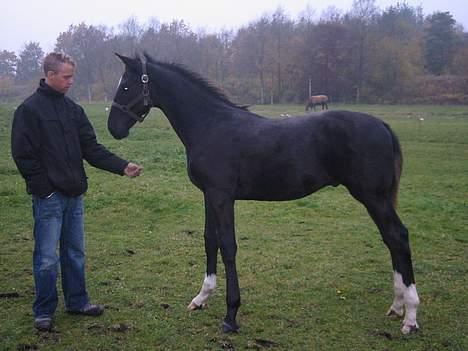 Dansk Varmblod Don Zorro Lindemosehus billede 1