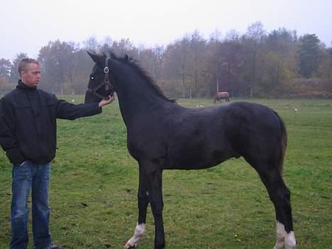 Dansk Varmblod Don Zorro Lindemosehus billede 2