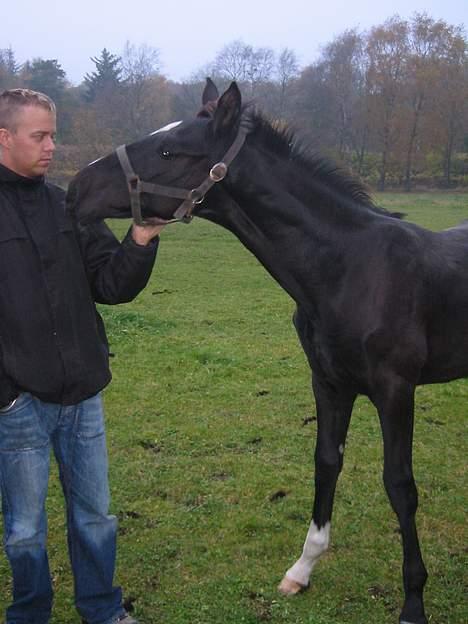 Dansk Varmblod Don Zorro Lindemosehus billede 5