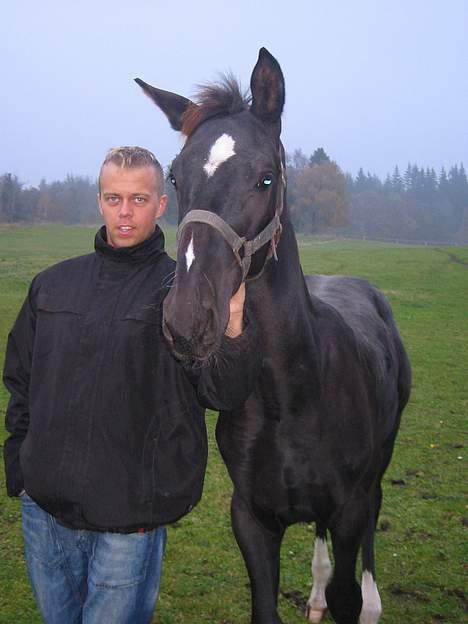 Dansk Varmblod Don Zorro Lindemosehus billede 6