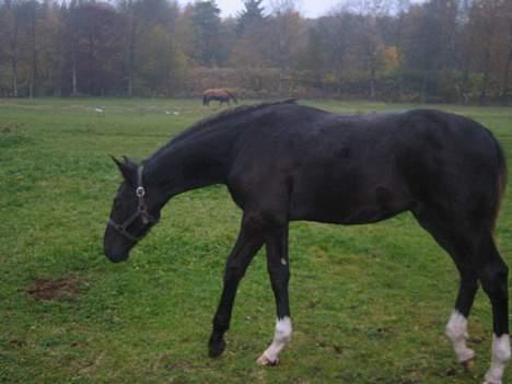 Dansk Varmblod Don Zorro Lindemosehus billede 8
