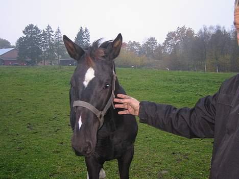 Dansk Varmblod Don Zorro Lindemosehus billede 10