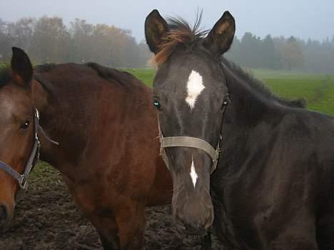 Dansk Varmblod Don Zorro Lindemosehus billede 12