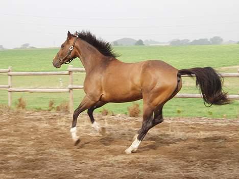 Dansk Varmblod Lindholms Cara - Yeeeeeehaaaaaaa..... billede 1