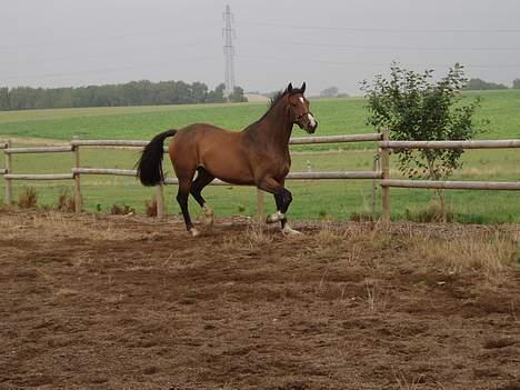 Dansk Varmblod Lindholms Cara - Så skal det gøres flot.. billede 2