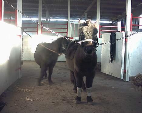 Anden særlig race Kalle - Kalle på staldgang billede 9