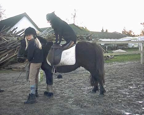 Anden særlig race Kalle - Kalle med Bobby som rytter billede 10