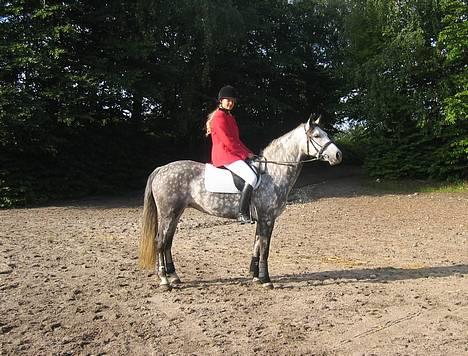 Connemara Baunely's Daphne - Før Daffys 3. jagt. Hun er en super jagtpony :) 10/9-06 billede 20