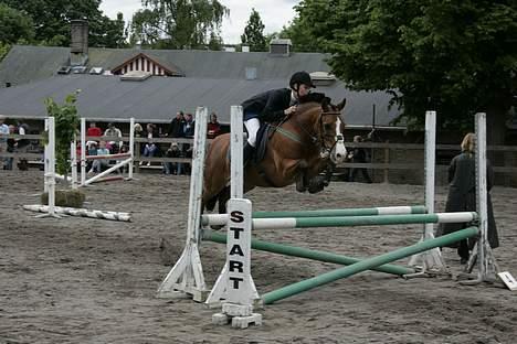 Connemara Garcon billede 2