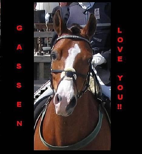 Connemara Garcon billede 3