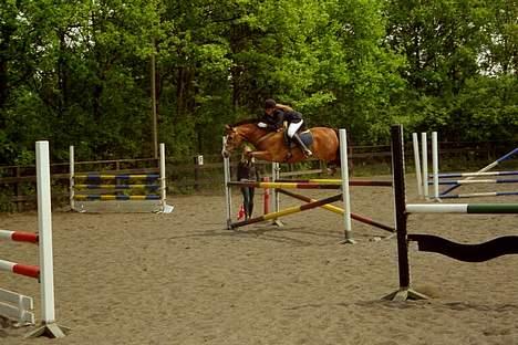 Connemara Garcon billede 5