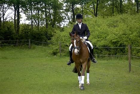 Connemara Garcon - Dressur stævne 2003 med en dejlig 1plads... billede 6