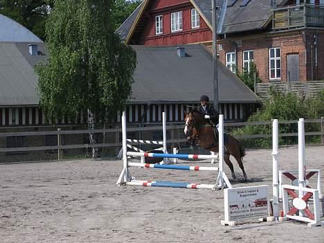 Connemara Garcon billede 7