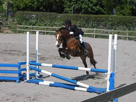 Connemara Garcon billede 8