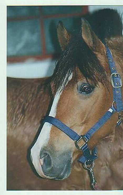 Connemara Garcon - For 5 år siden, første dag i stalden billede 9