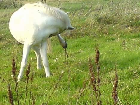 Anden særlig race Sabell - uuh det klør !! billede 14