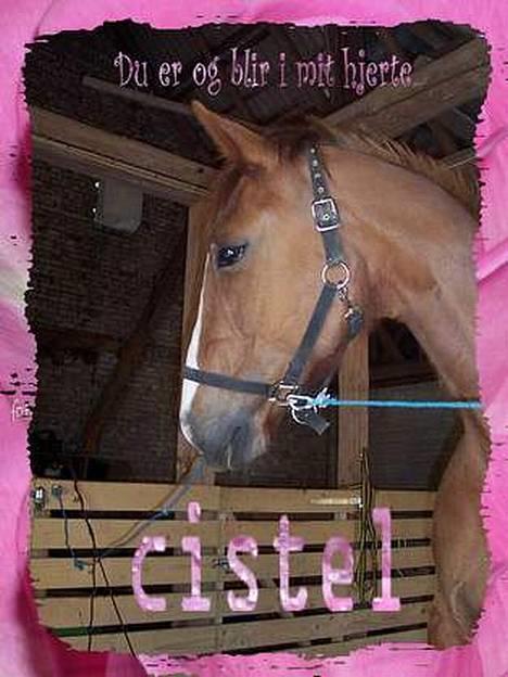 Dansk Varmblod cistel billede 19