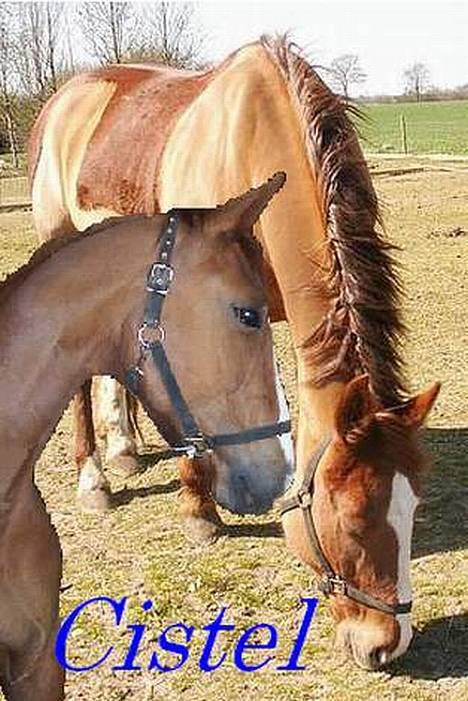 Dansk Varmblod cistel billede 20