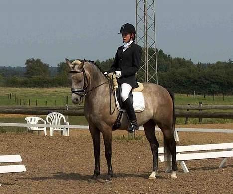 Hollandsk Sportspony Matsjo van't Spanenland (Solgt) - I gang med LA-1 billede 4