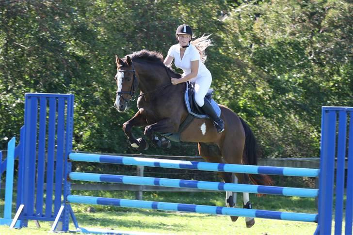 Hollandsk Varmblod Nixon *SOLGT* billede 1