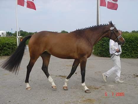 Dansk Varmblod Lindholms Cara - Se lige mig billede 3