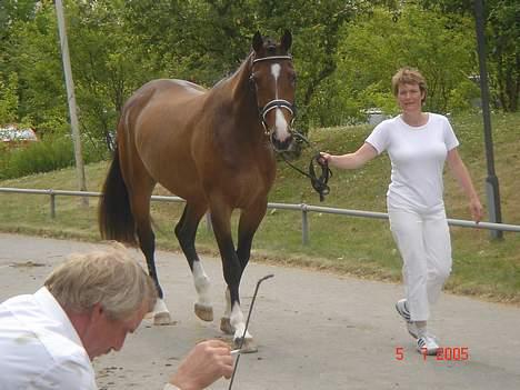 Dansk Varmblod Lindholms Cara - Er jeg ikke yndig...? billede 4
