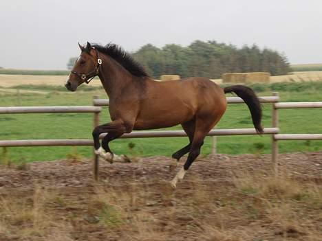 Dansk Varmblod Lindholms Cara - Så er det derud af...! billede 5