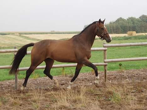 Dansk Varmblod Lindholms Cara - Let og elegant... billede 6