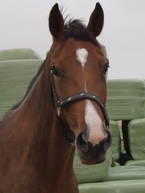 Dansk Varmblod Lindholms Cara - Smuk ikke.... billede 7