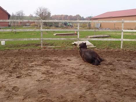 Anden særlig race Frederik - R.I.P. :'( - Jeg bliver sQ ved... billede 5