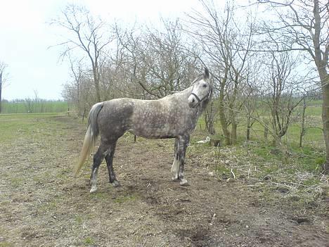 Anden særlig race Tessa *Solgt* billede 1