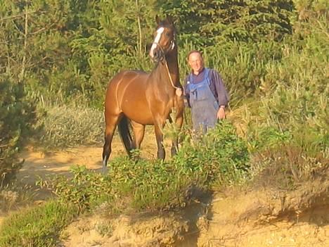 Dansk Varmblod Casper *byttet væk* - sikke fin han er her på klitten 06 billede 16