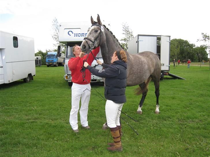 Dansk Varmblod Casia - igen;) billede 15