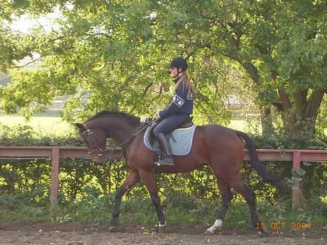 Fuldblod (XX) ~Bolsjoj~ billede 1