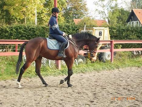 Fuldblod (XX) ~Bolsjoj~ billede 3