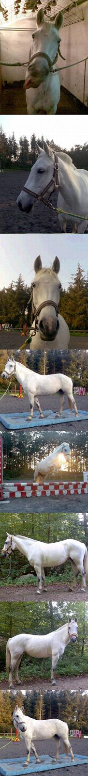 Tysk Sportspony - Halla - Blandede billeder af den skønne, 06 billede 2