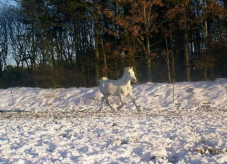 Tysk Sportspony - Halla - Fuld fart fremad! Januar (?) 06 billede 4