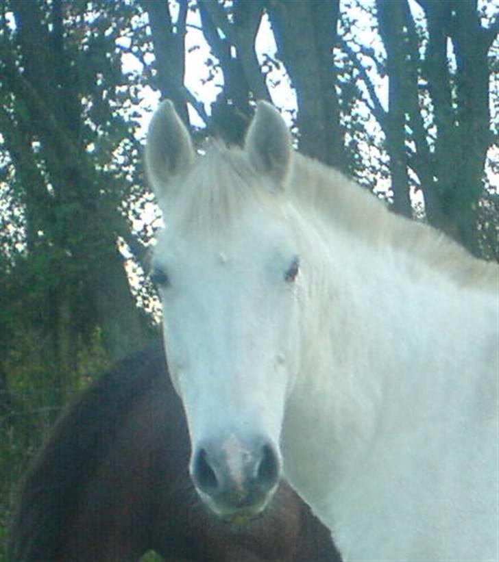 Tysk Sportspony - Halla - Yndlings Flæske :´) <3 billede 7