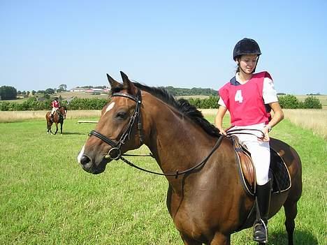 Dansk Varmblod May Ray fra Kirstinehøj - Militarystævne billede 1