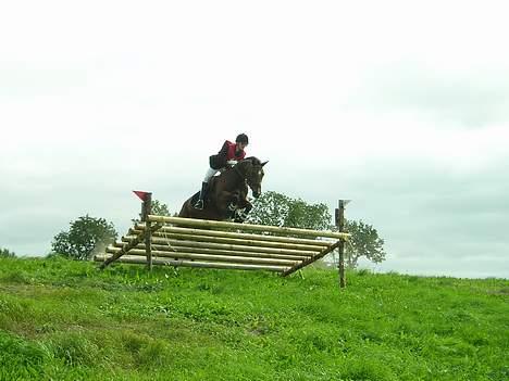 Dansk Varmblod May Ray fra Kirstinehøj - Militarystævne billede 6