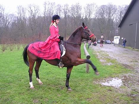 Dansk Varmblod May Ray fra Kirstinehøj - May og Catharina før/efter en kür til et dressurstævne :)  billede 8
