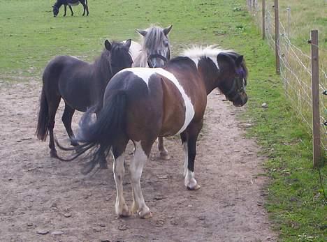 Pinto Mille Charfilo R.I.P.  billede 11