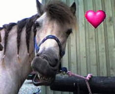 Gotlandsruss  Tarpán´s Ronja <3 - hehe ;) HAHA<3 billede 13